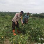 Bhabinkamtibmas Polsek Tungkal Ilir Ajak Warga Manfaatkan Pekarangan untuk Dukung Ketahanan Pangan